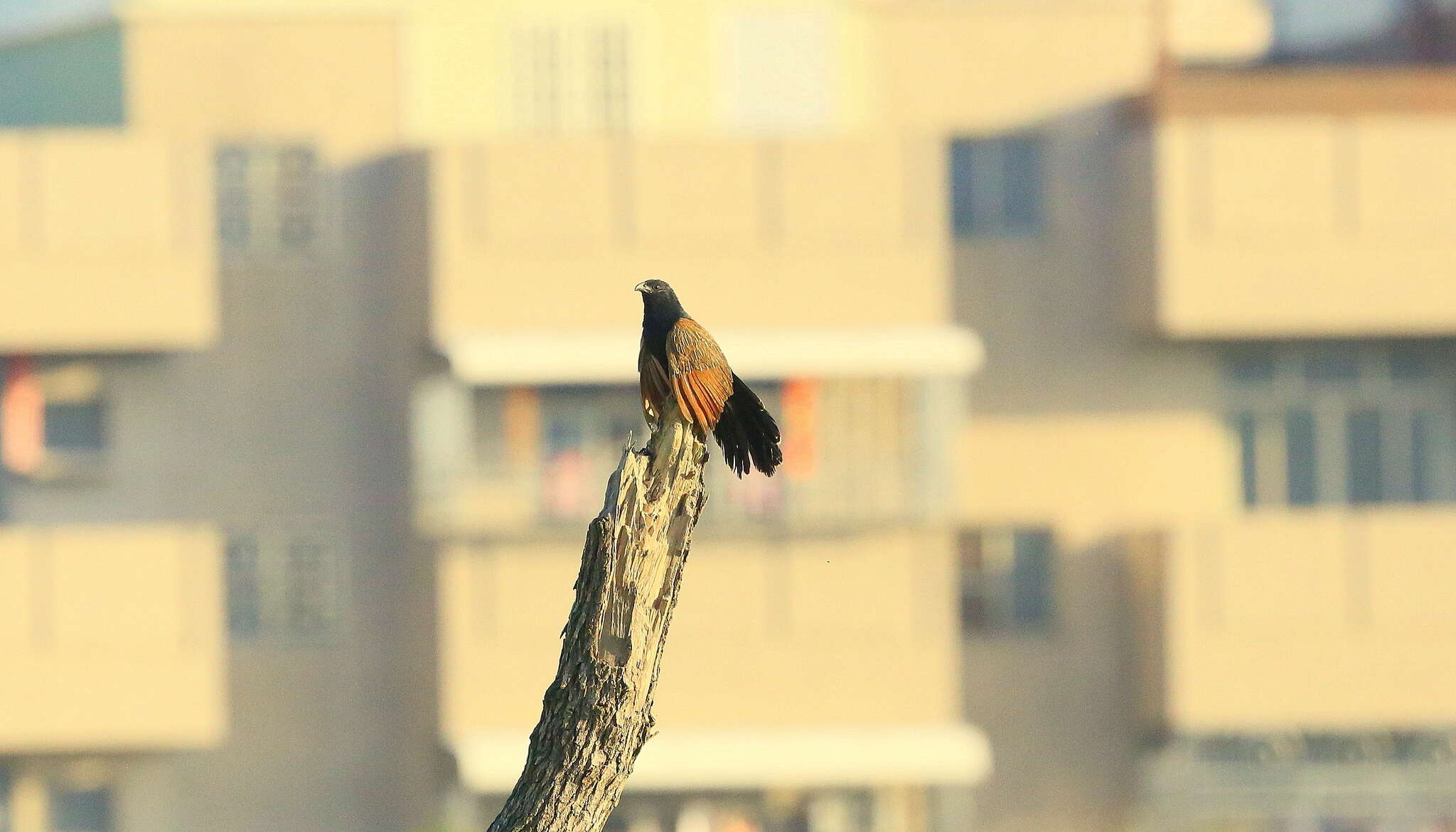 Image of Lesser Coucal