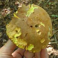 Image de Butyriboletus brunneus (Peck) D. Arora & J. L. Frank 2014