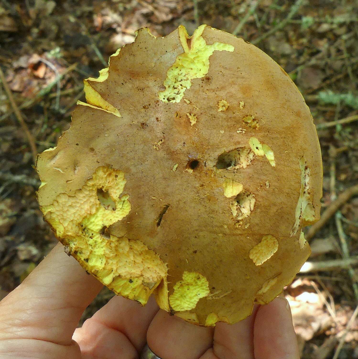 Image de Butyriboletus brunneus (Peck) D. Arora & J. L. Frank 2014