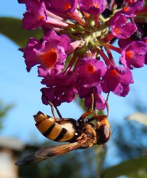 Image of lesser hornet hoverfly