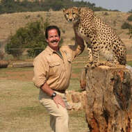 Image of Namibian cheetah