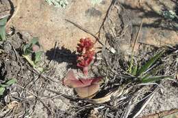 Crassula compacta Schönl. resmi