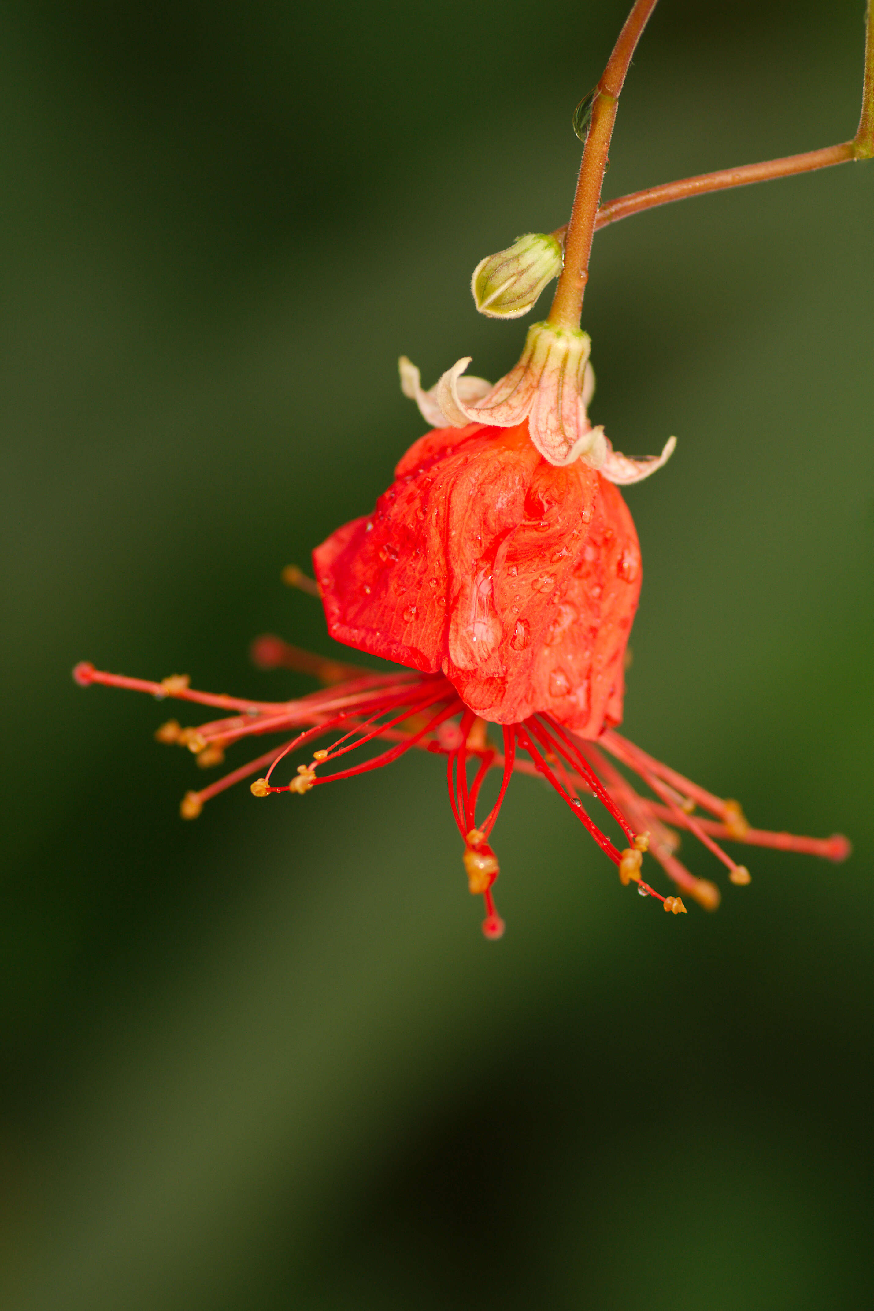 Image of rosemallow