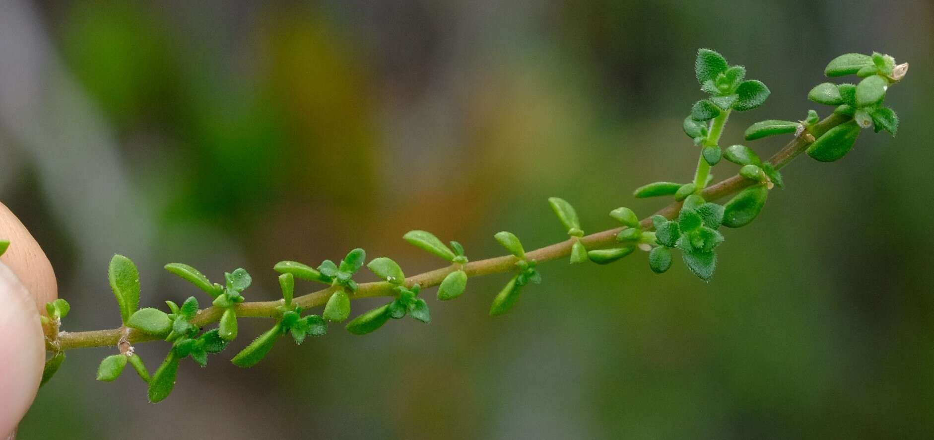 Слика од Herniaria capensis (Haw.) Steud.