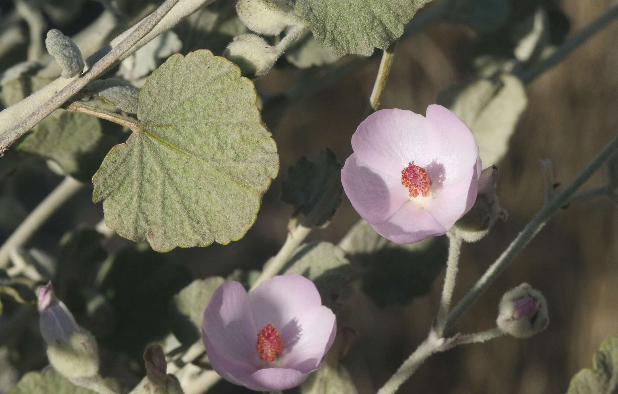 Image of slender bushmallow