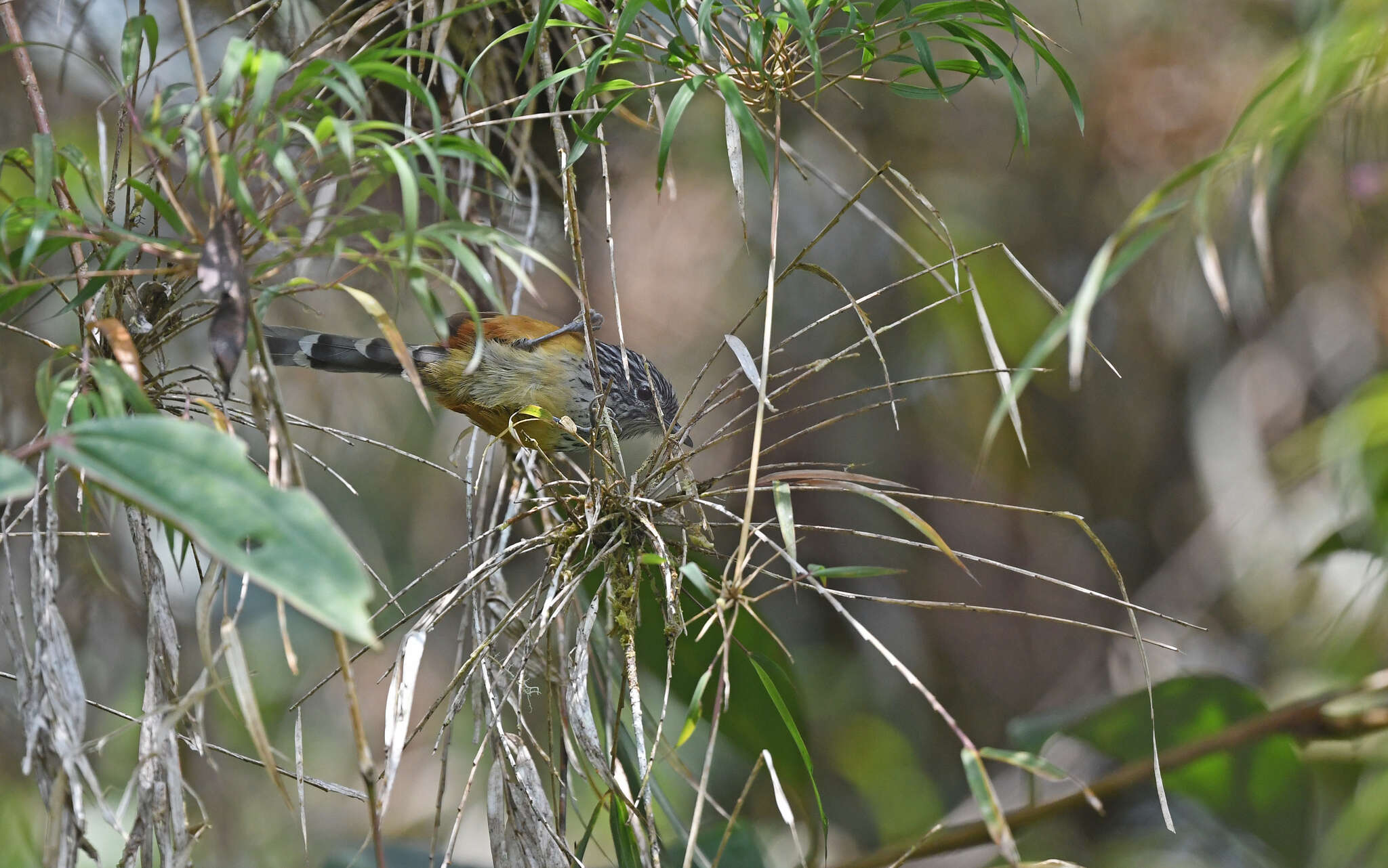 Image of Streak-headed Antbird