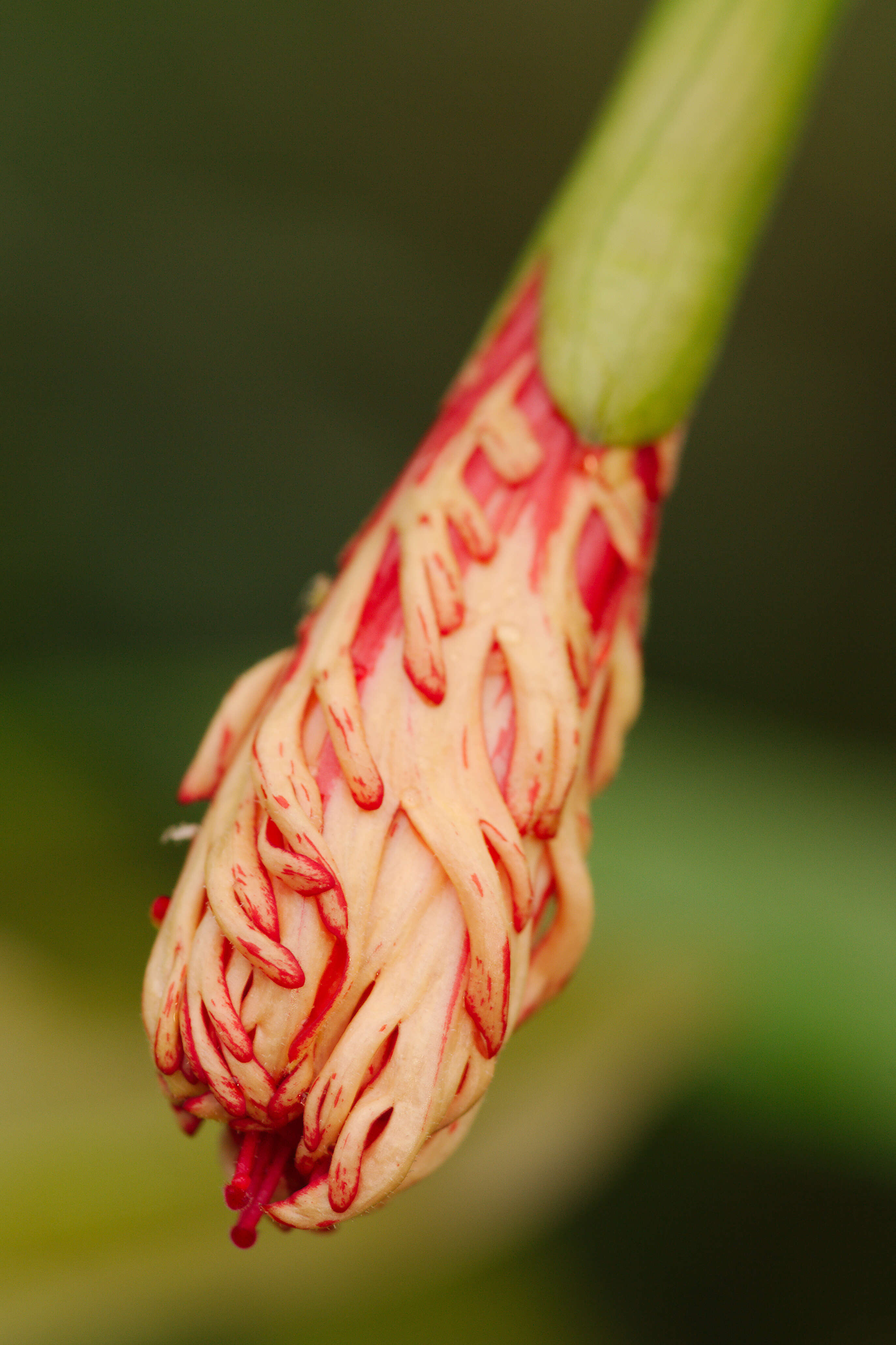 Image of fringed rosemallow