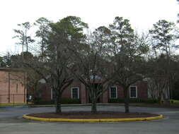 Image of Spanish moss