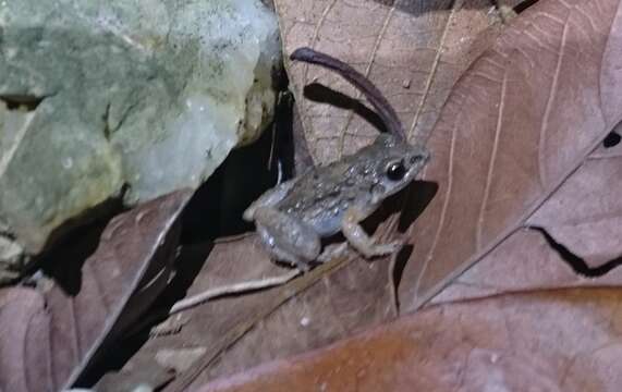 Image de Leptodactylus hylaedactylus