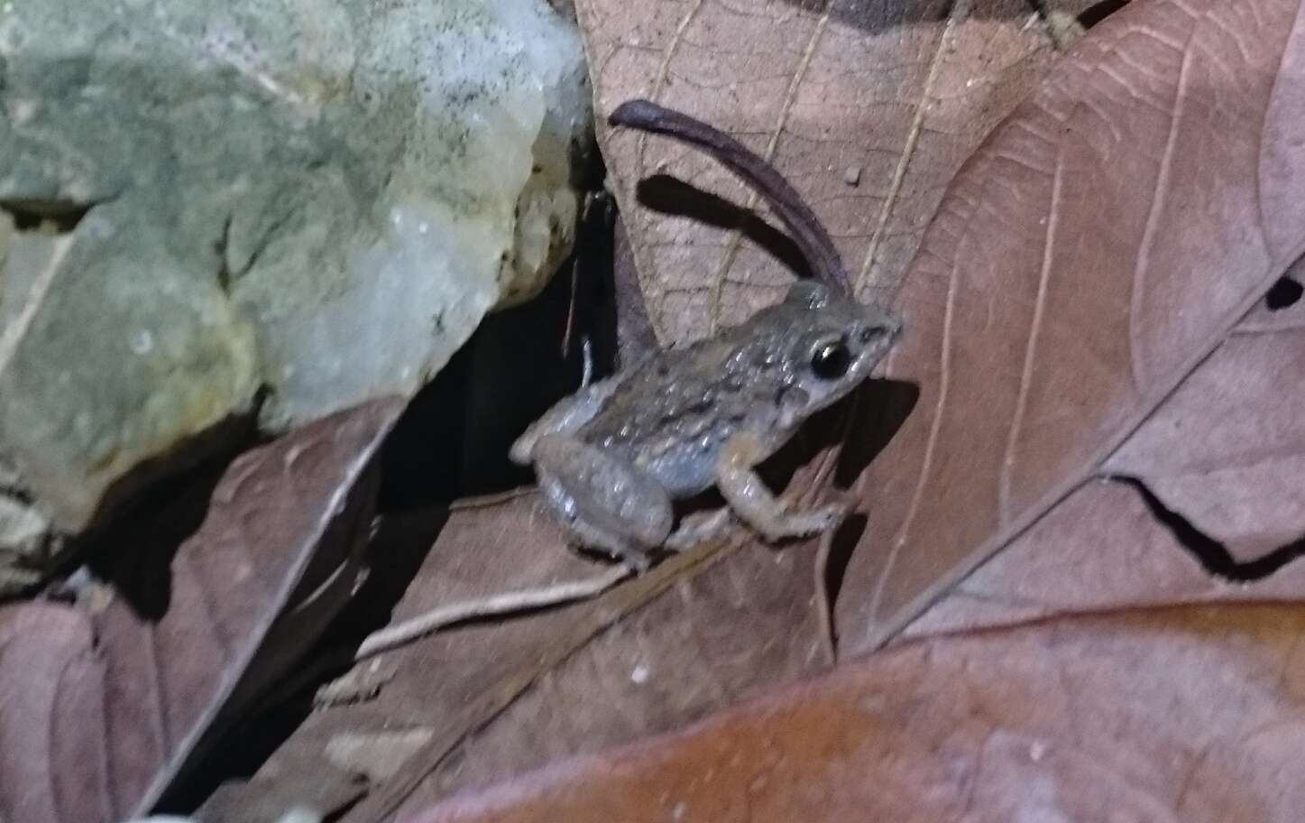 Image of Napo Tropical Bullfrog