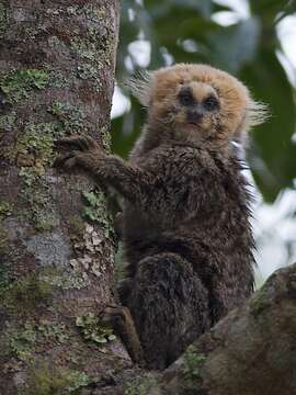 Image of Buffy-headed Marmoset