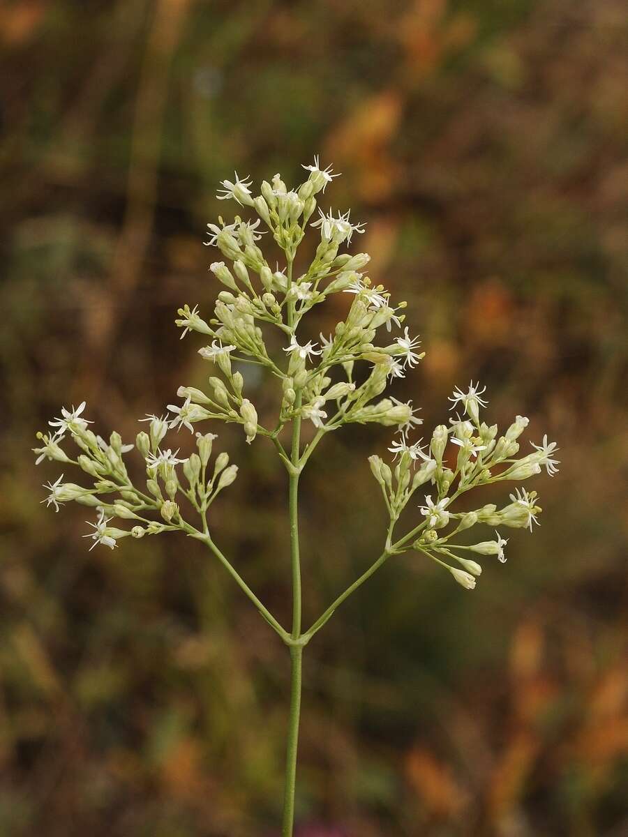 Image of Silene wolgensis (Hornem.) Otth