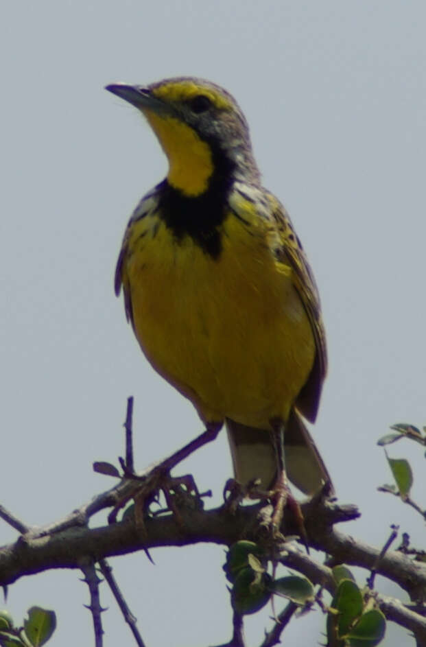 Image of Yellow-throated Longclaw