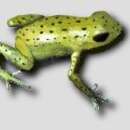 Image of Alto de Buey Poison Frog