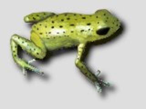 Image of Alto de Buey Poison Frog