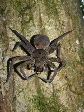 Image of Dolomedes vittatus Walckenaer 1837