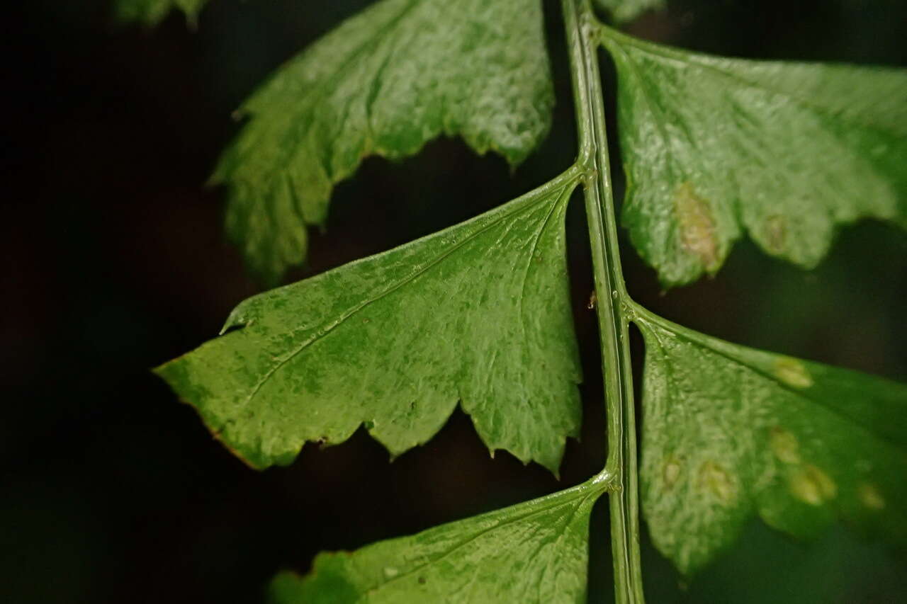 Image de Polystichum hancockii (Hance) Diels