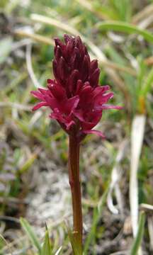 Image of Gymnadenia chanousiana G. Foelsche & W. Foelsche