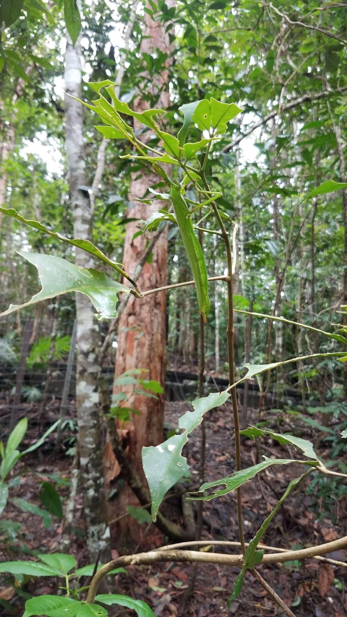 Image of Parapodacanthus hasenpuschorum Brock 2003