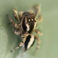 Image of Habronattus conjunctus (Banks 1898)