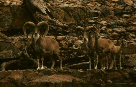 Image of Ladakh Urial