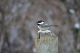 Image de Poecile atricapillus occidentalis (Baird & SF 1858)