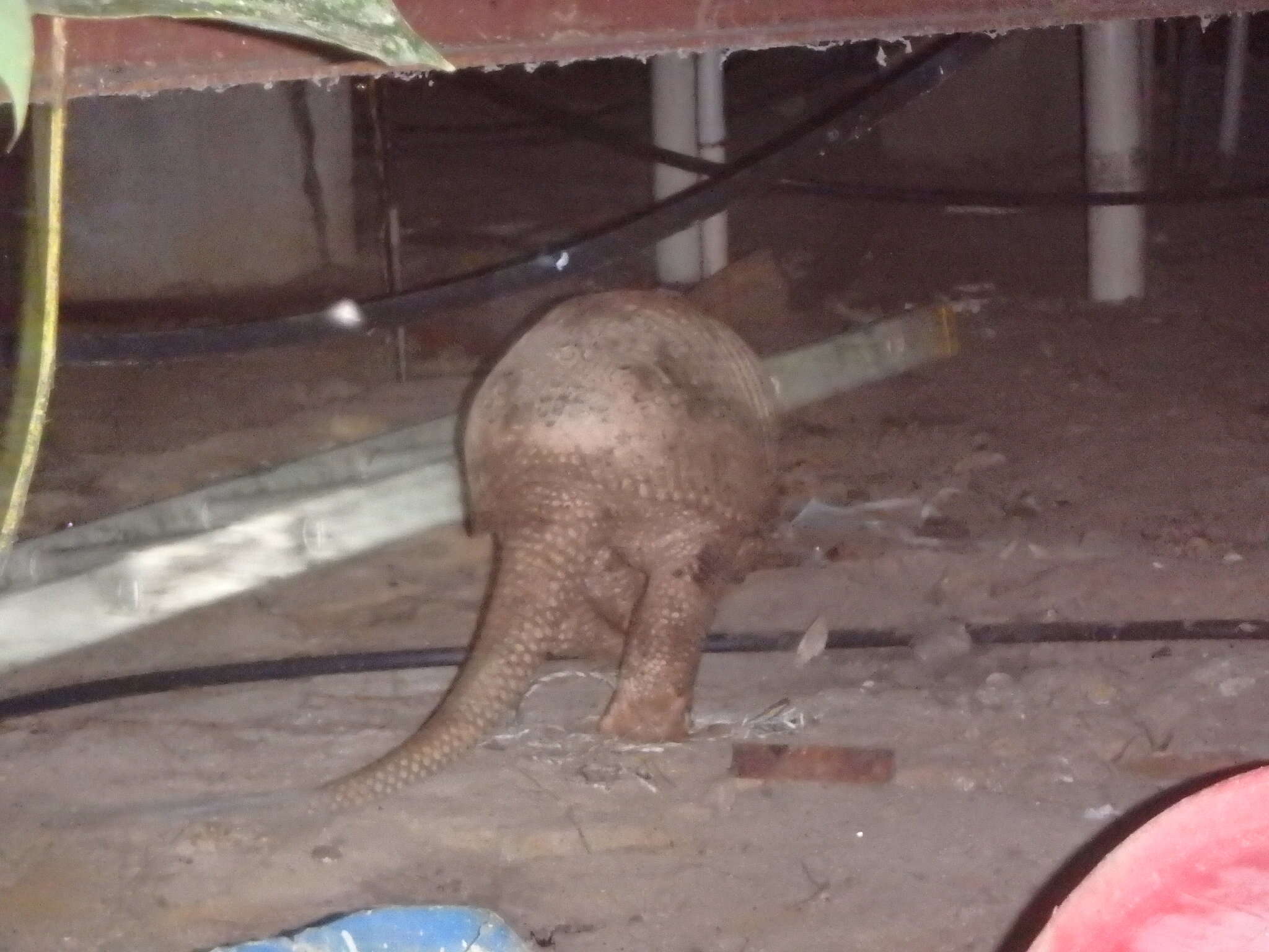 Image of giant armadillo