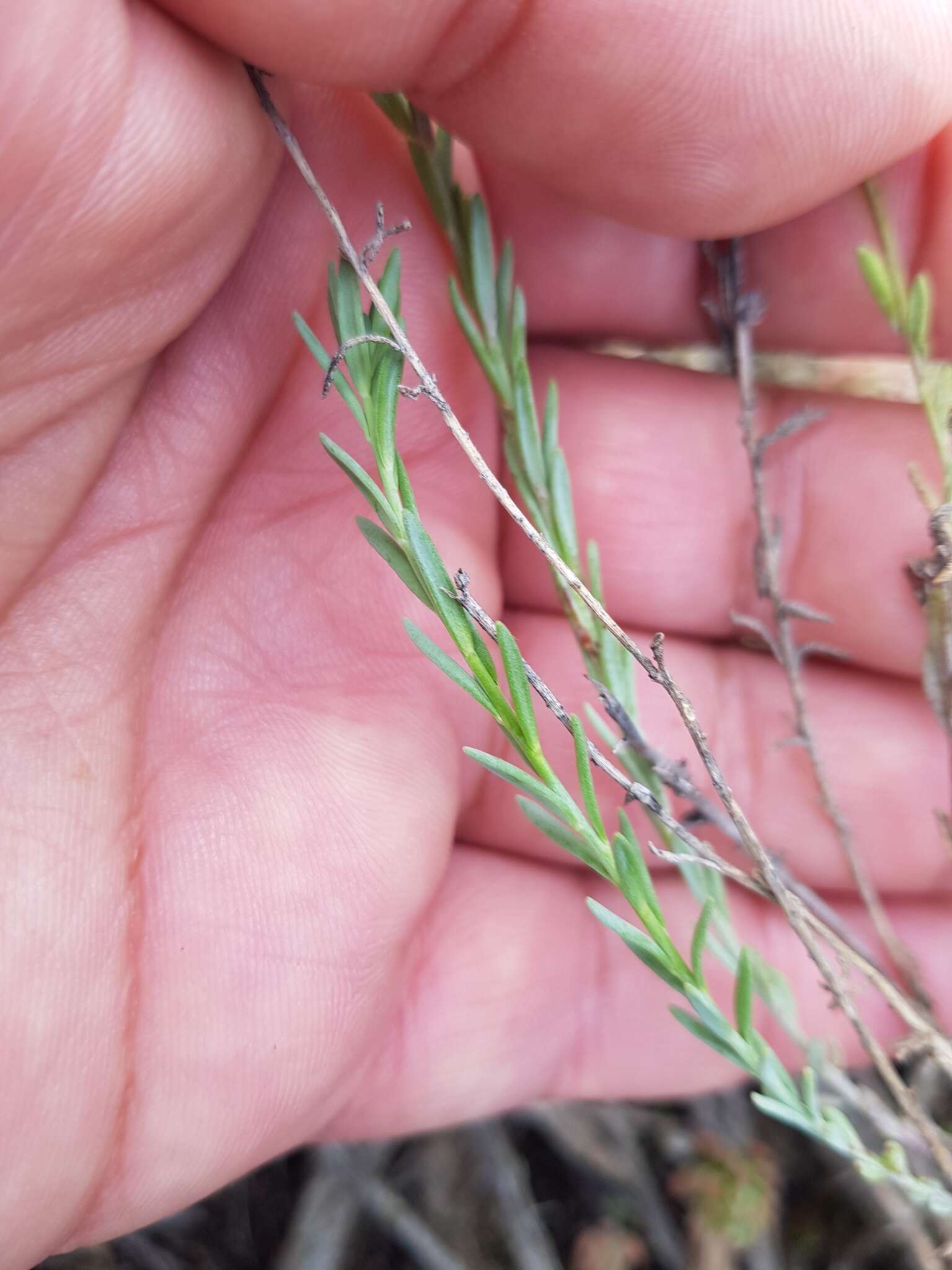 Plancia ëd Linaria polygalifolia subsp. polygalifolia