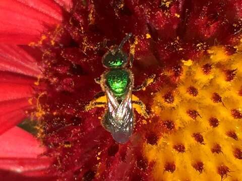 Image of Augochlorella aurata (Smith 1853)