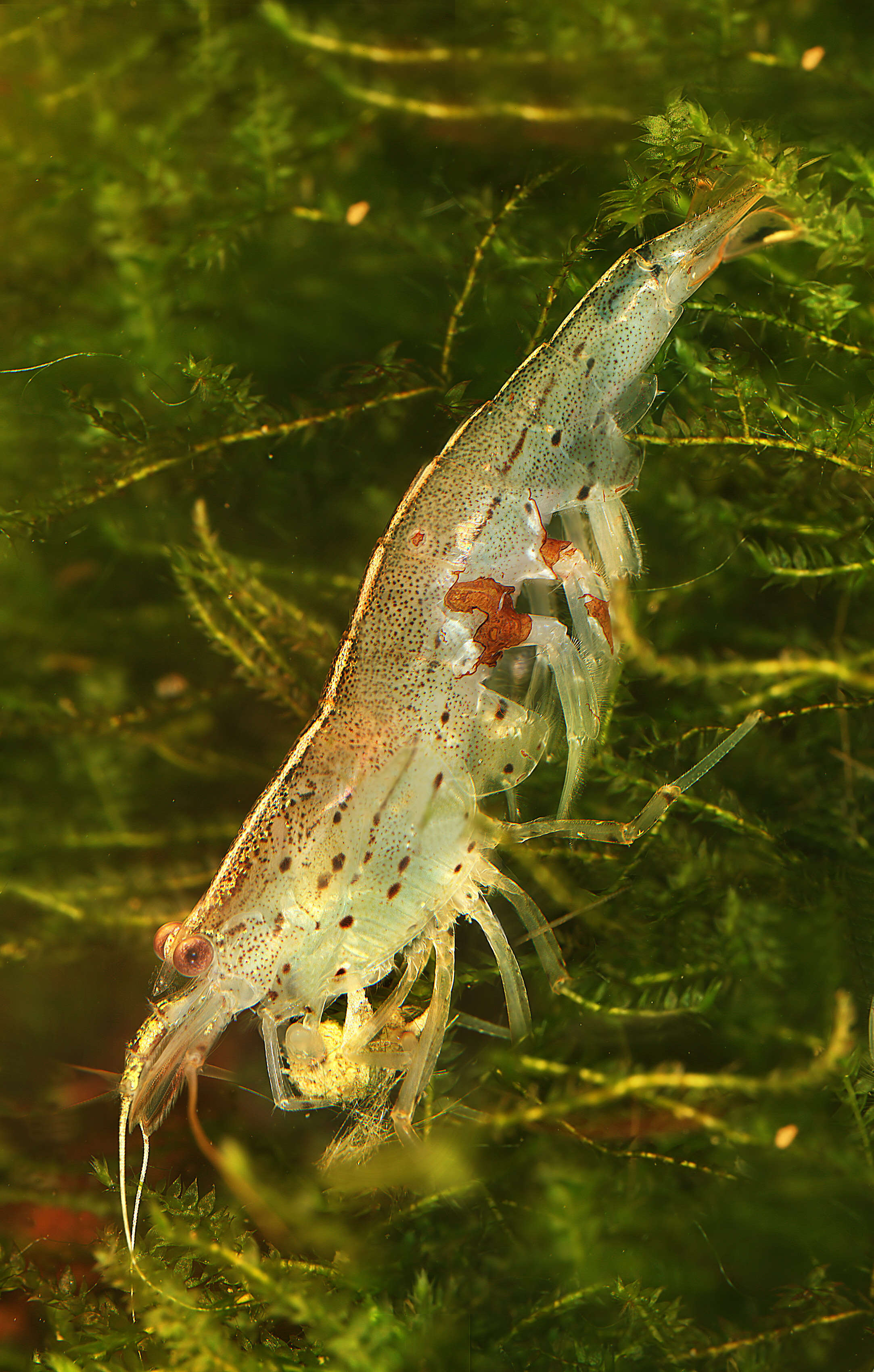 Image of Caridina multidentata