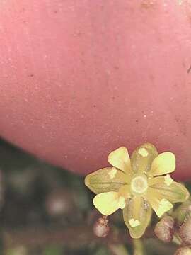 Image de Rorippa palustris subsp. hispida (Desv.) Jonsell