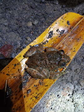 Image of Kuhl's Creek Frog