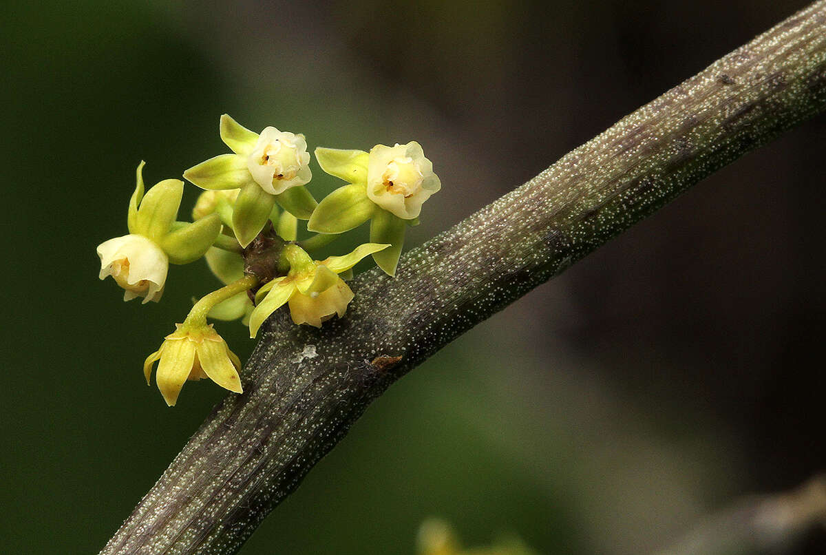 Imagem de Cynanchum gerrardii (Harvey) S. Liede