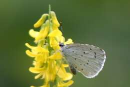 Image of holly blue