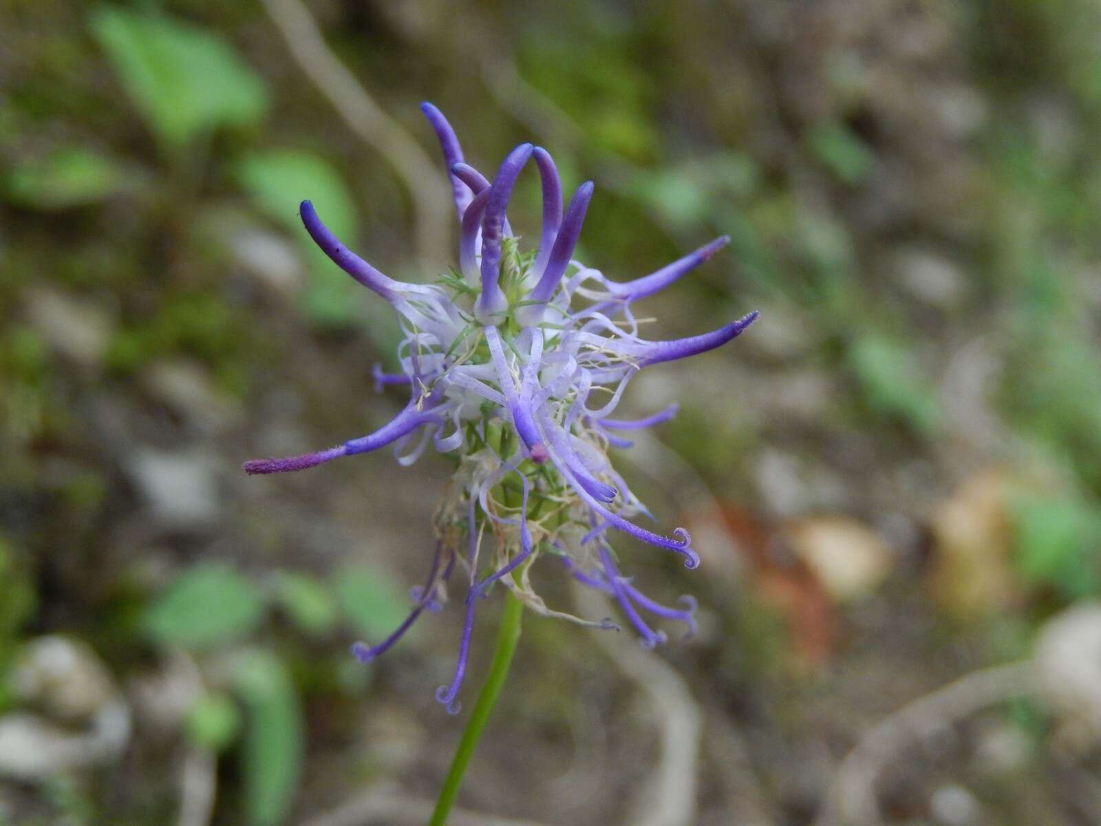 Image of Phyteuma scorzonerifolium Vill.