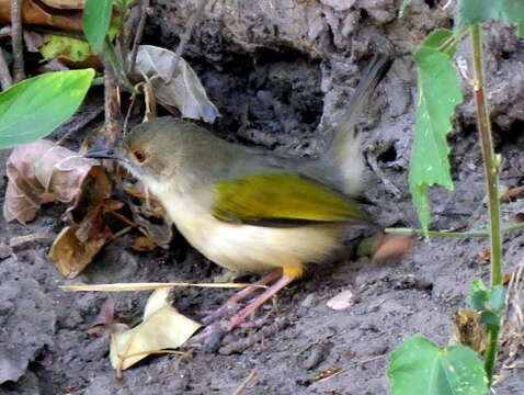 Image de <i>Camaroptera brachyura intercalata</i>