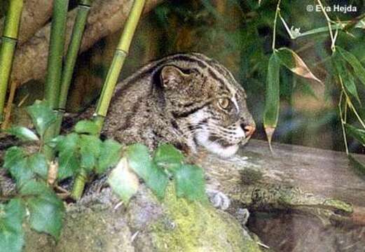 Image de Chat Pêcheur