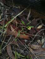 Image of Goodenia delicata R. Carolin