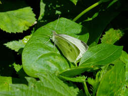 Image of small white