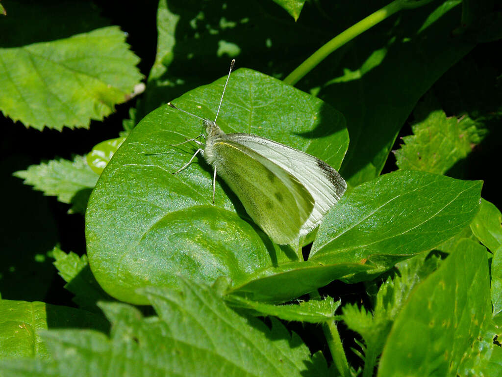 Image of small white