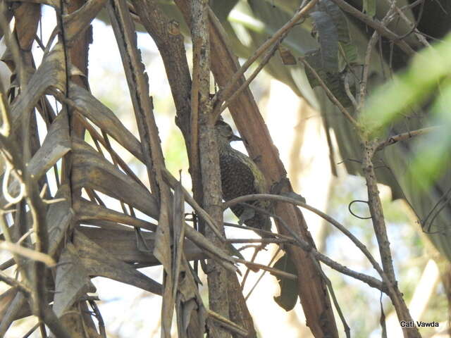 صورة Campethera abingoni constricta Clancey 1965