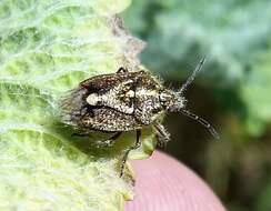 Image of African cluster bug