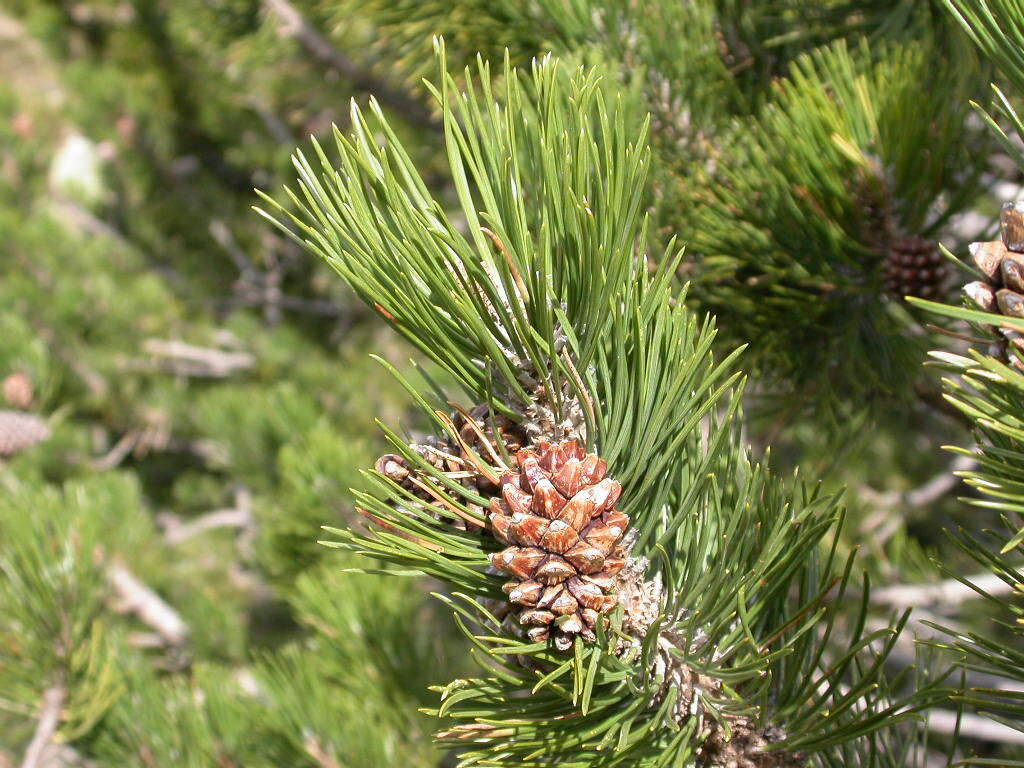 صورة Pinus uncinata Ramond ex DC.