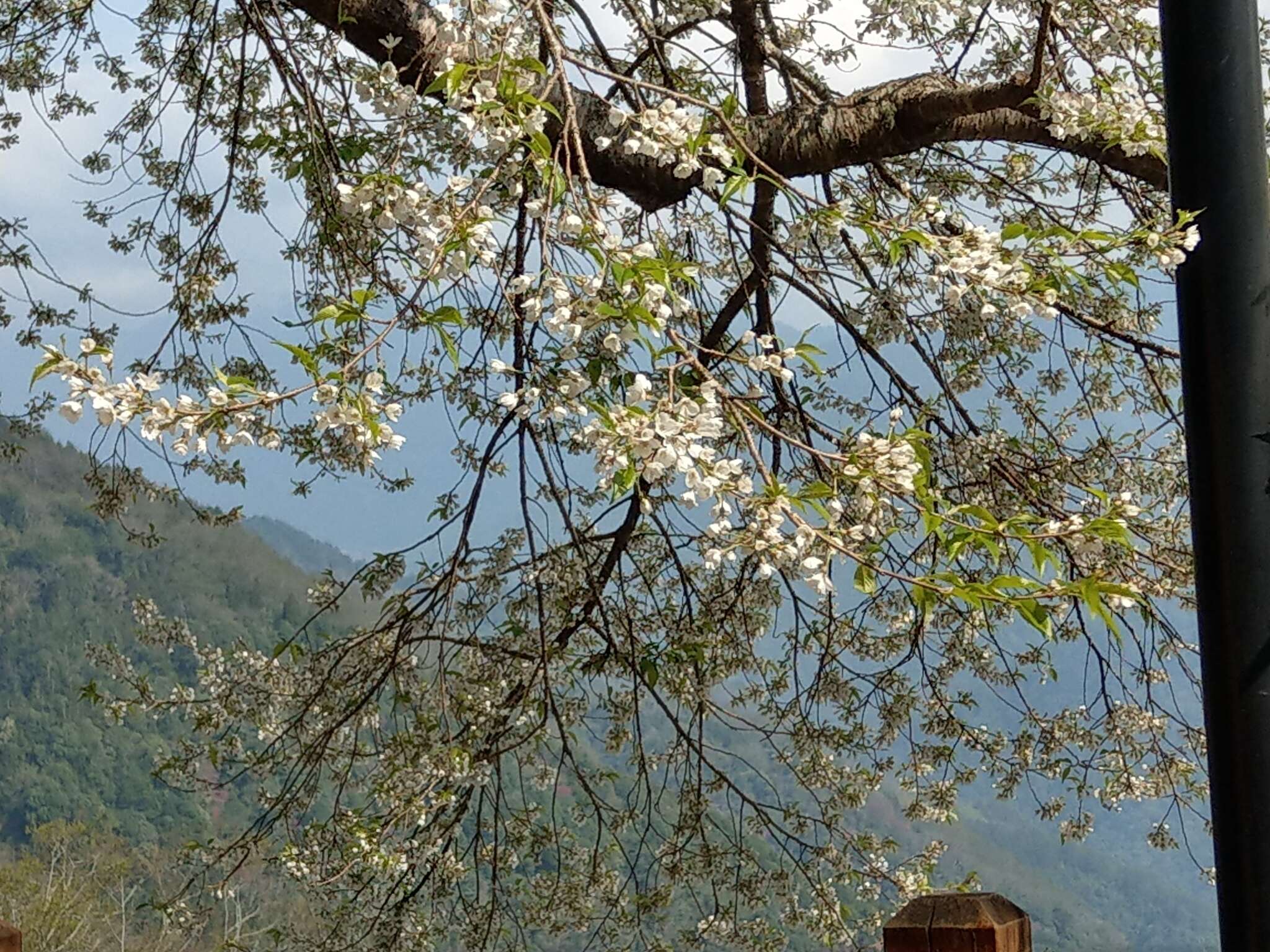 Imagem de Prunus spachiana (Lavallee ex H. Otto) Kitamura