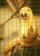 Image of Siberian Weasel