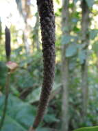 Image of Anthurium gaudichaudianum Kunth