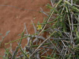 Image of Dipterygium glaucum Decne.