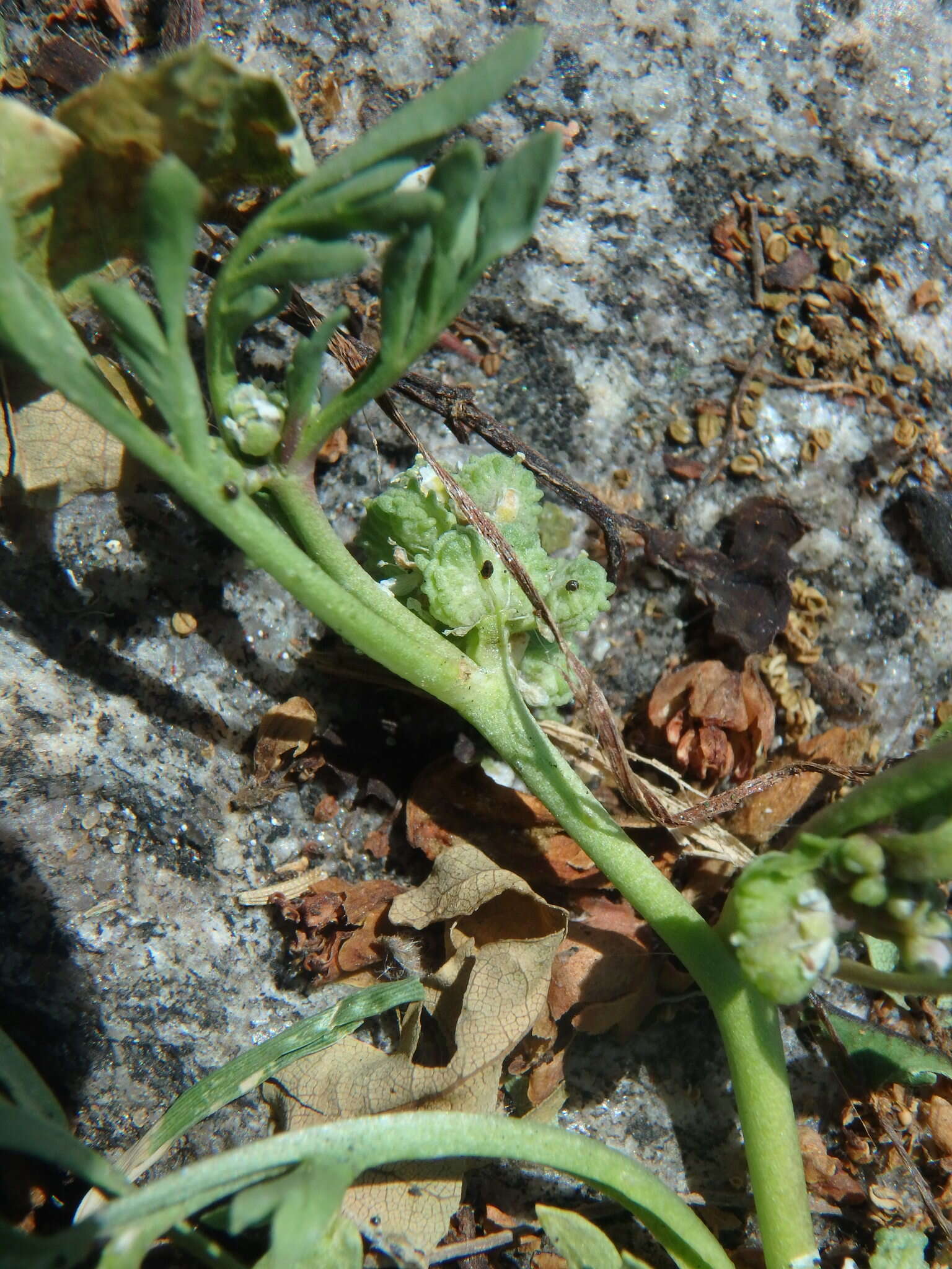 Image of Creeping Watercress