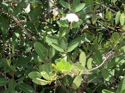 Image of Mangrovevine