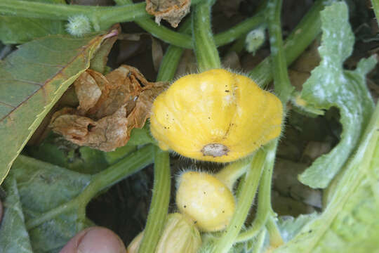 Image of field pumpkin